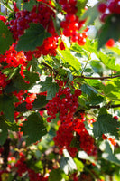Ribs på ribsbusk fra dansk have