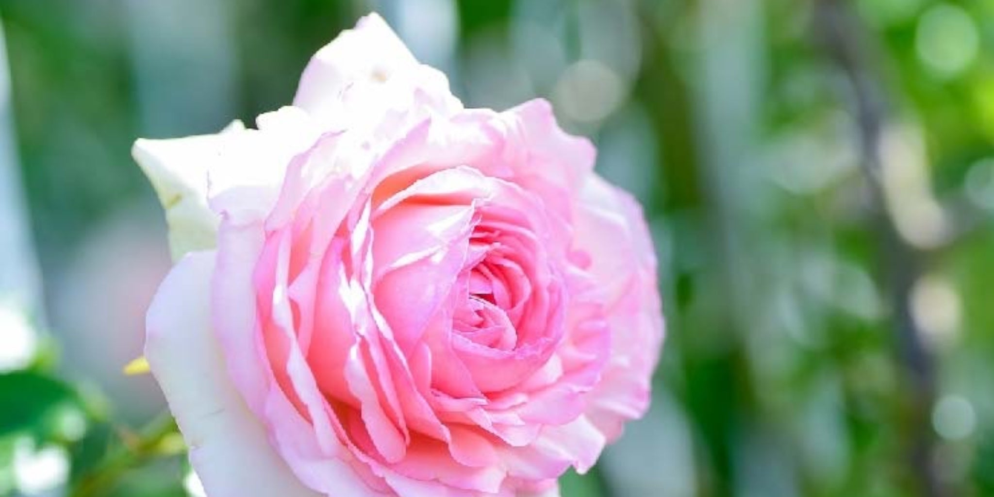 Lyserød rose i fuldt flor med grøn baggrund – en smuk haveplante fra Hobby Haven.