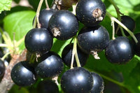 Friske solbær på en solbærbusk i en dansk have - solbærbusk fra Hobby Haven