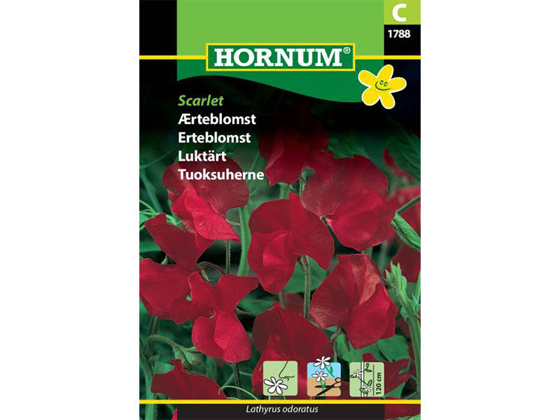 Frøpose med ægte ærteblomst, Scarlet.