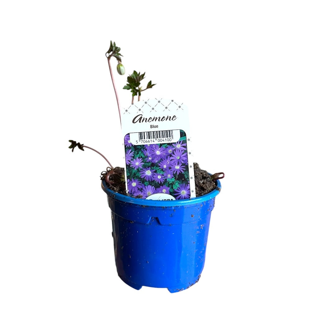 ANEMONE APENNINA ´Blue Shade´