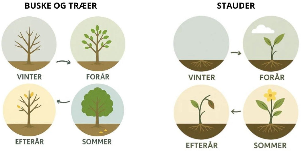 Årshjul for haveplanter