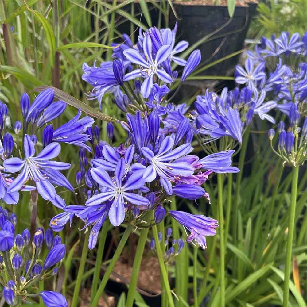 Afrikansk Skærmlilje, AGAPANTHUS h. Charlotte - 2 L Potte