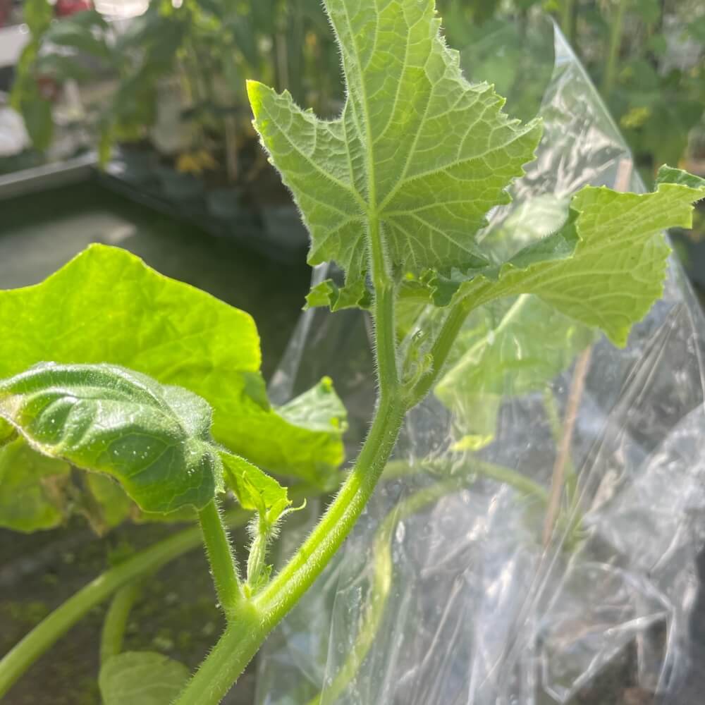 Baby agurk - PICOLINO BABY, 11,5 cm plante.