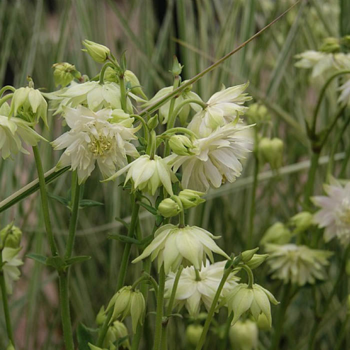 AQUILEGIA vulgaris 'Green Apples' - 1l potte