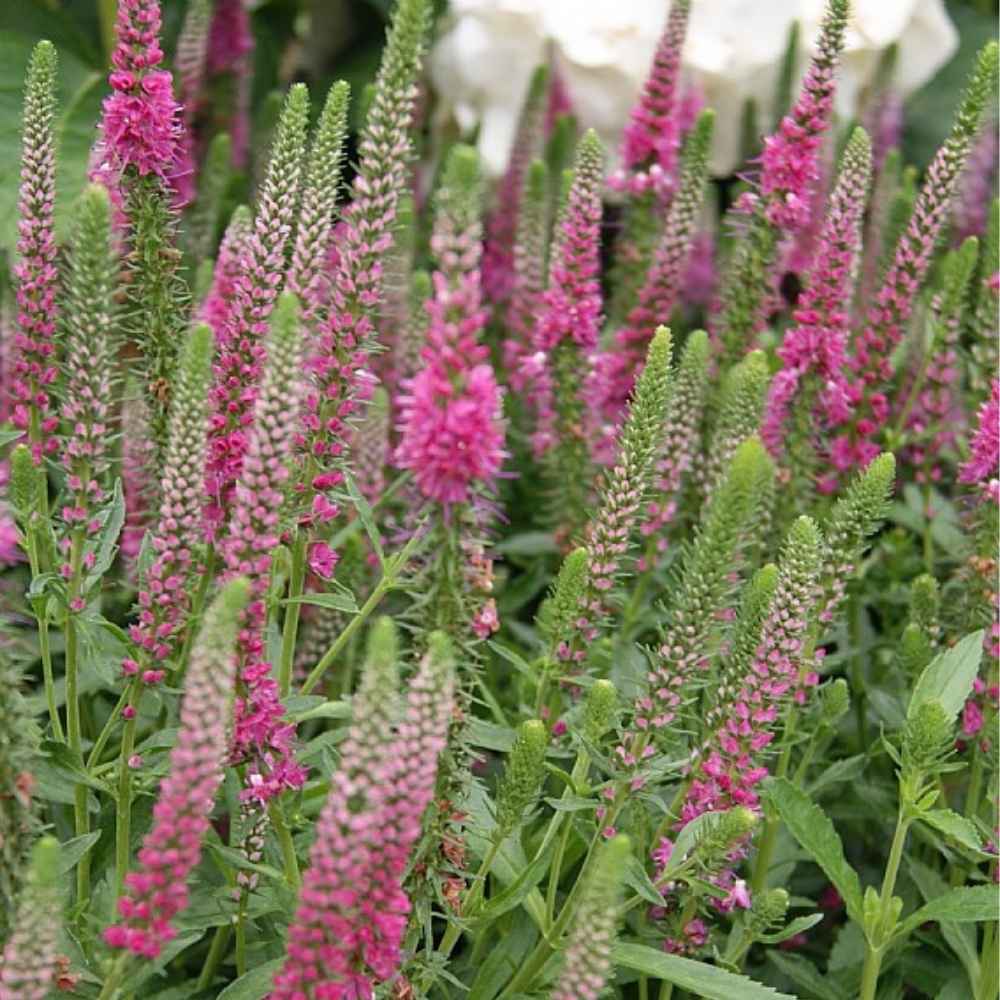Aks Ærenpris, VERONICA spicata 'Rotfuchs' - 1 L Potte