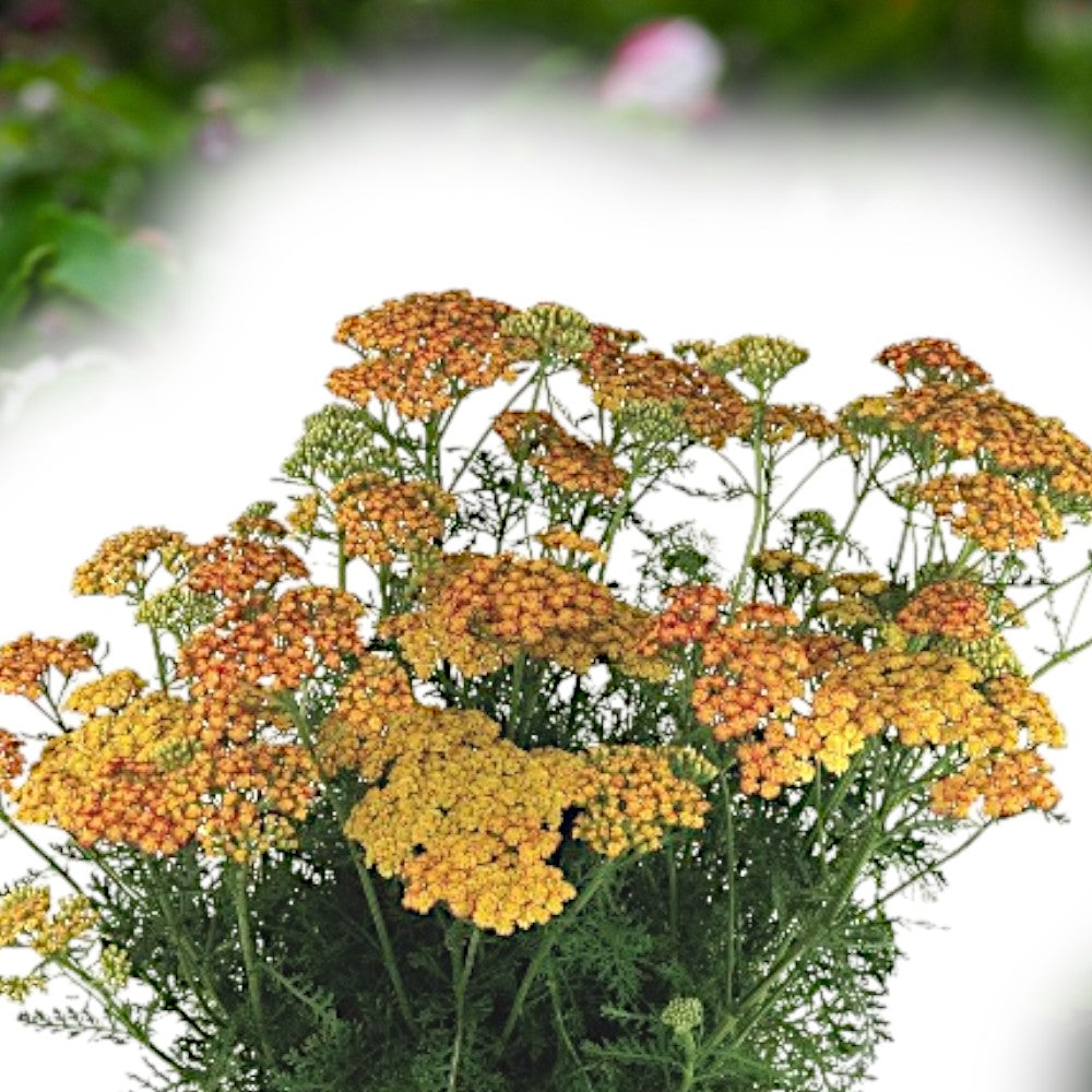 Røllike, Achillea M. Milly Rock Yellow, staude i 1 L potte.