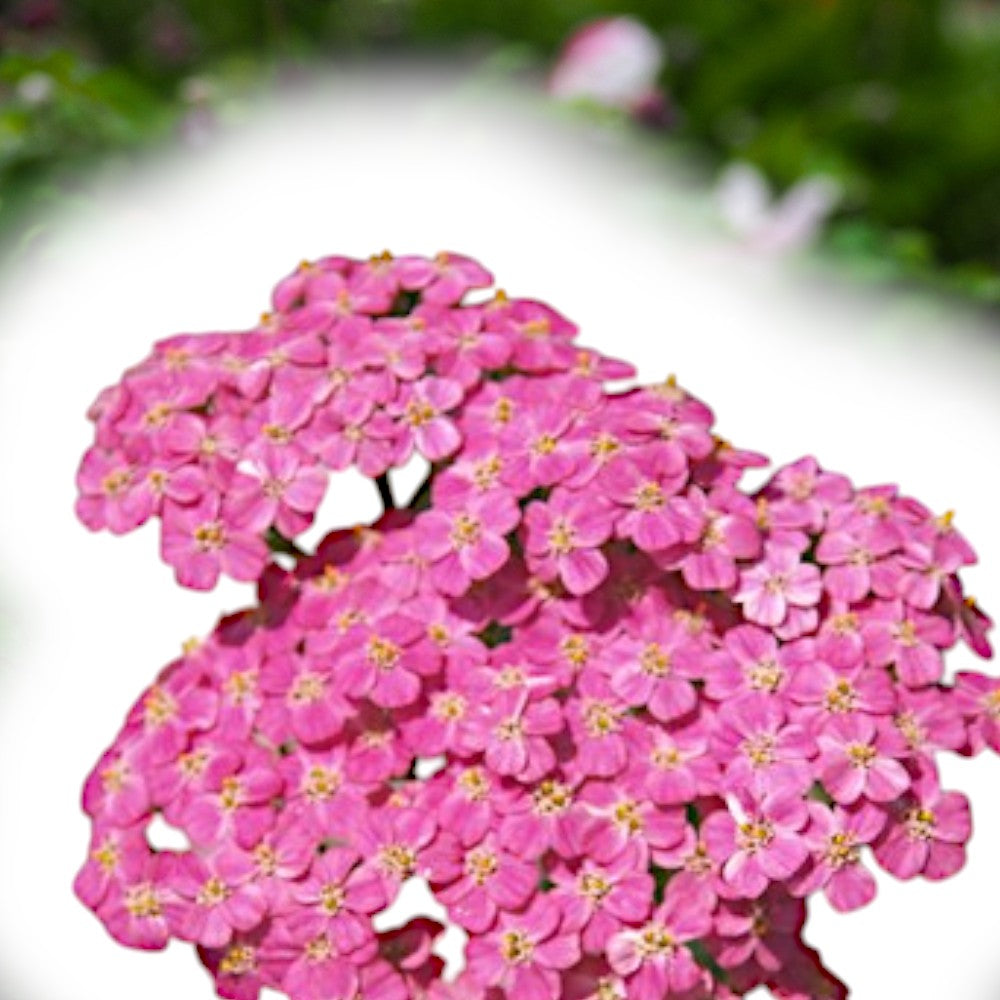 Røllike, Achillea Millefolium 'Cerise Queen', staude i 1 L.