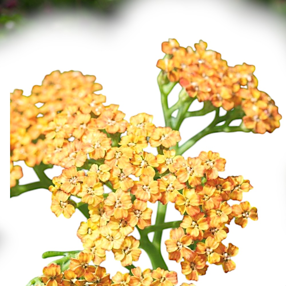 Røllike ACHILLEA mil. staude i 1 L potte.