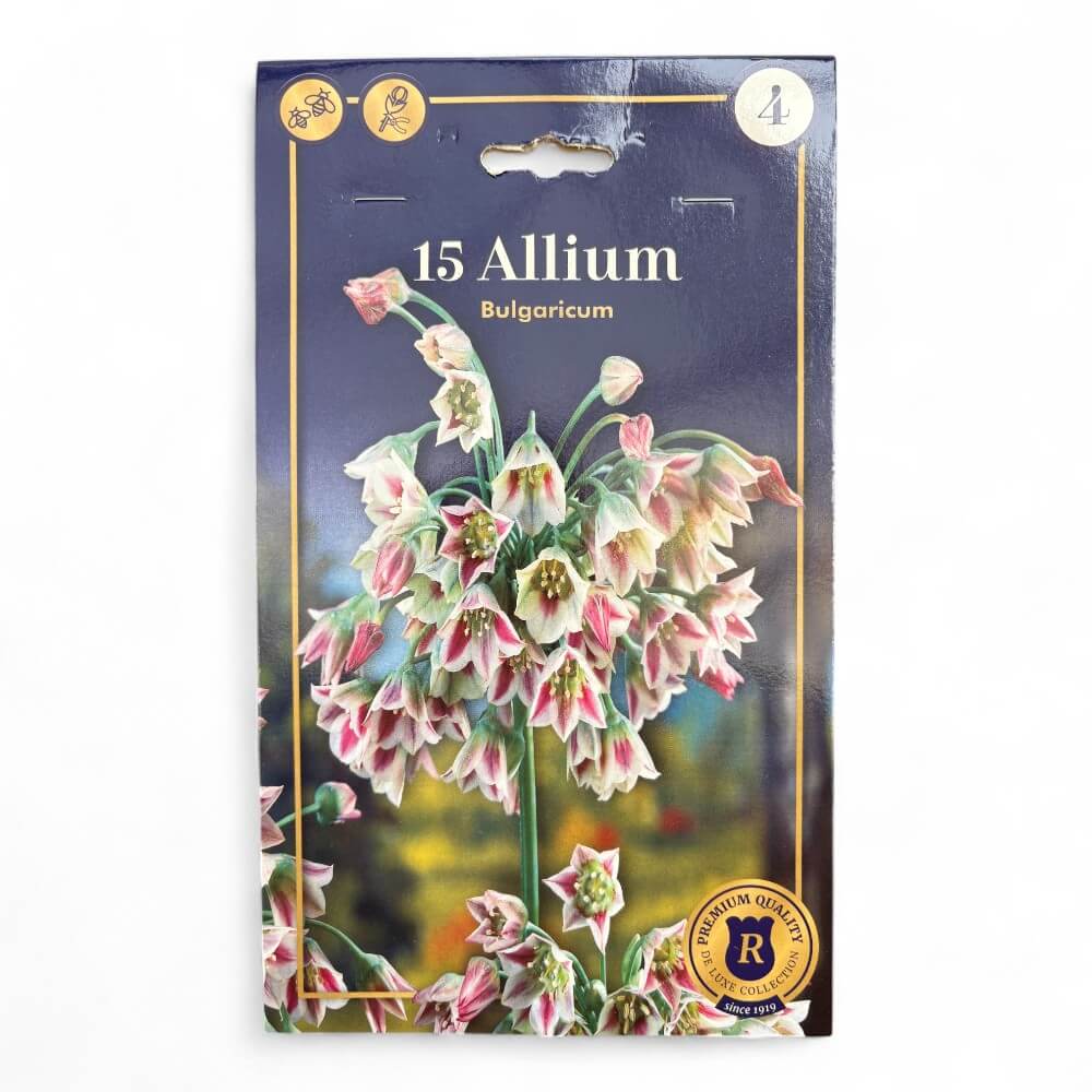 prydløg, Allium Bulgaricum 8/+