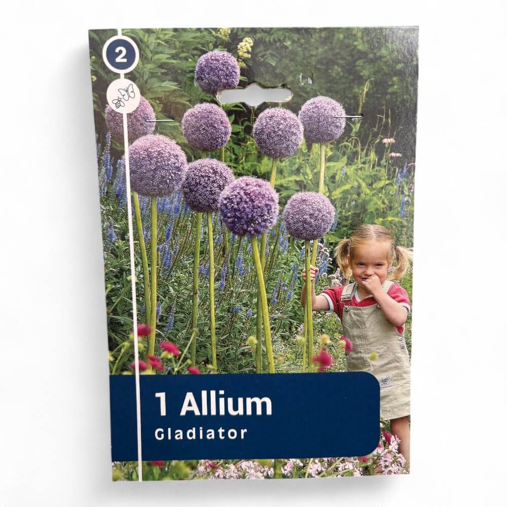 Prydløg, Allium Gladiator 20/22