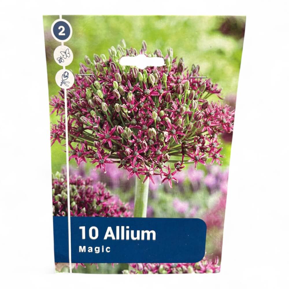 Prydløg, allium 'Magic'