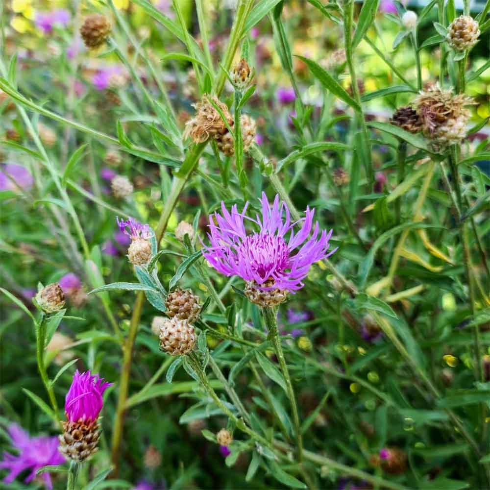 Almindelig knopurt, CENTAUREA jacea - 1 L Potte