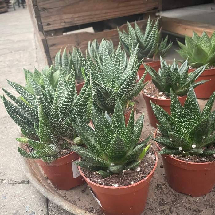 Aloe mix, ass. - 1 stk.