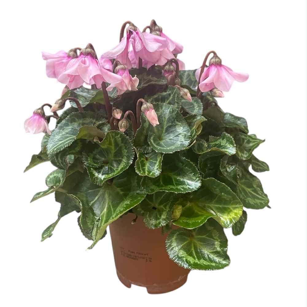Alpeviol Cyclamen Petticoat i 10,5cm potte