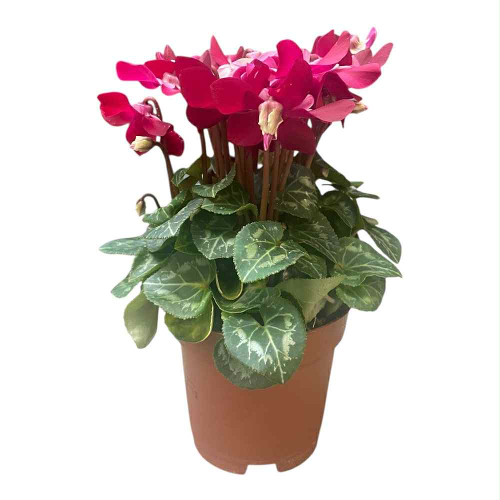 Alpeviol, Cyclamen small flowered i 10,5 cm potte