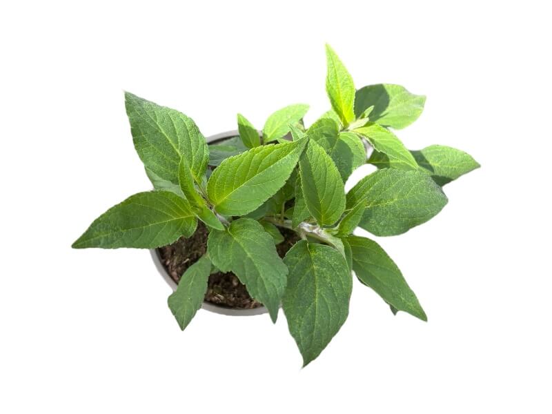 Ananassalvie, Salvia elegans 'Scarlet pineapple', i 12 cm potte.