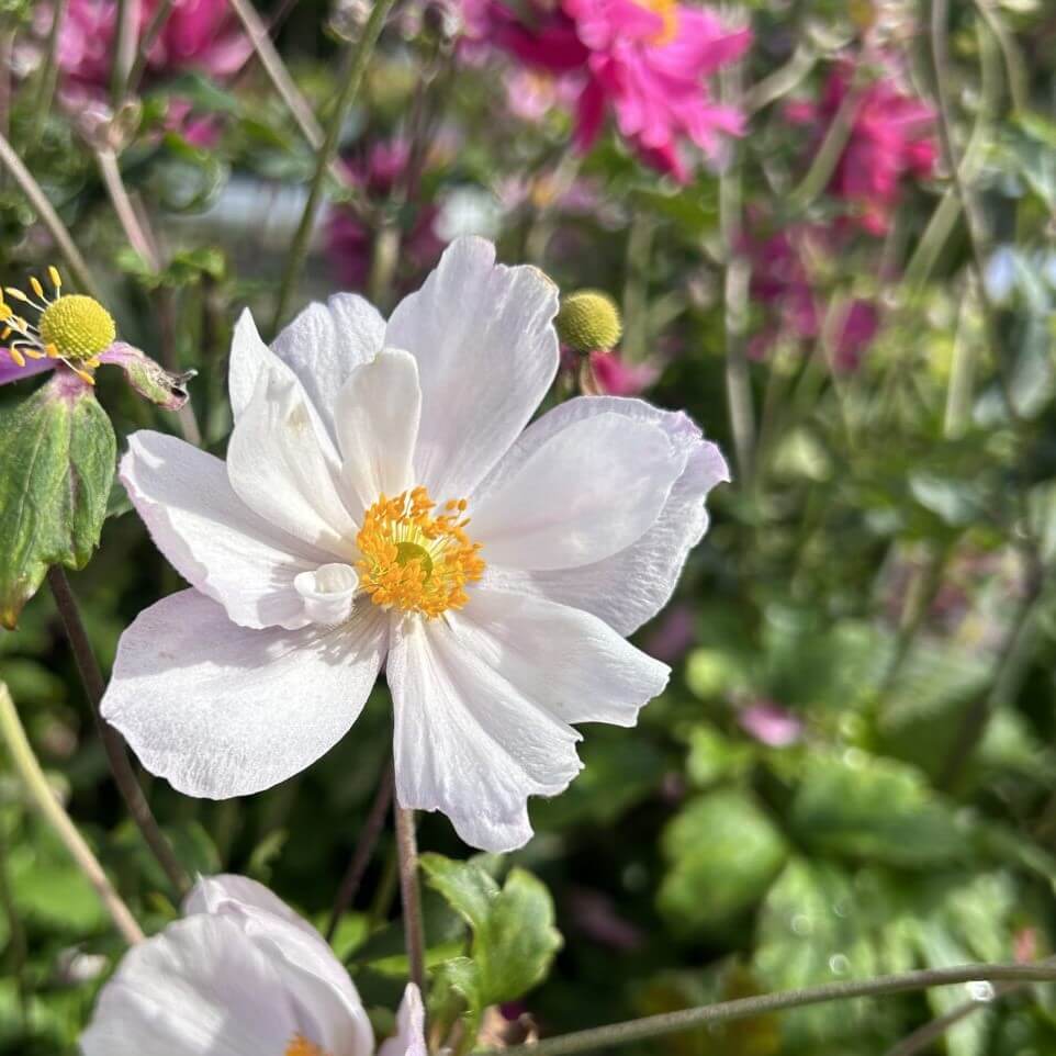 Anemone, hybrid ´Dreaming Swan´ - 1 liter potte.