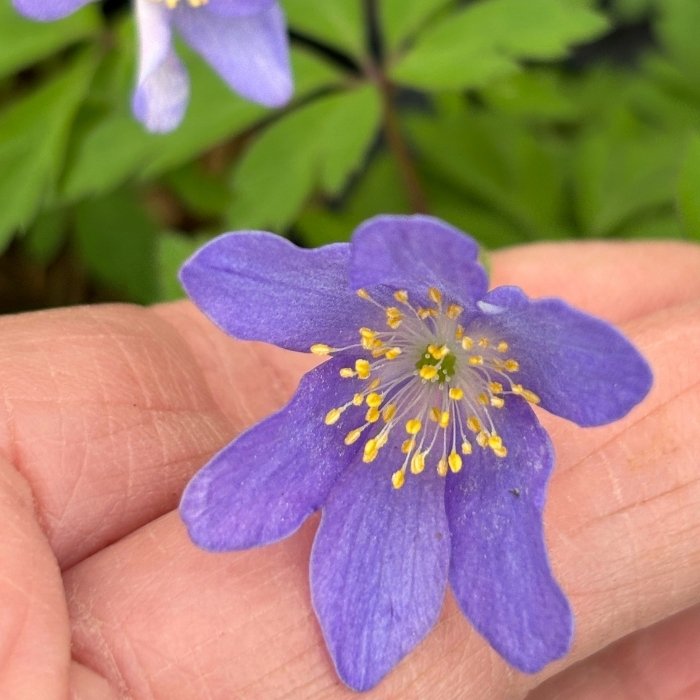 Blå ANEMONE nem. Robinsoniana