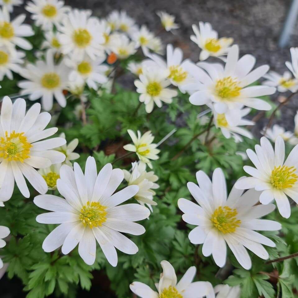 Anemone blanda 'White Splendens' i 10 cm potte.