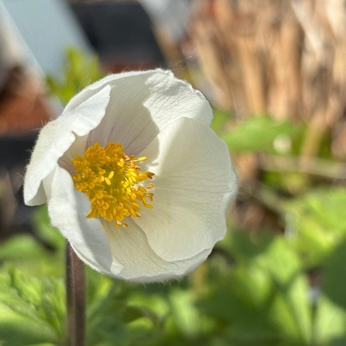 ANEMONE sylvestris 1 L Potte
