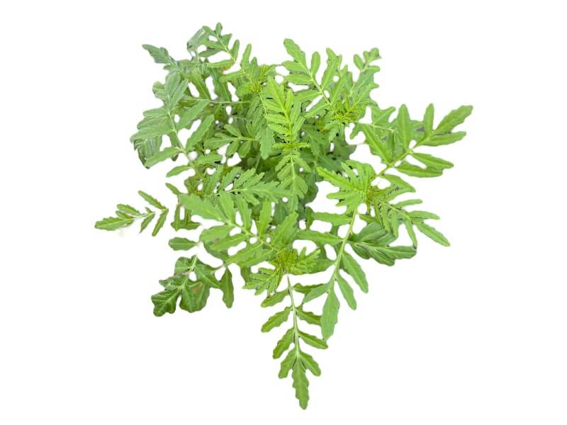Tagetes, Appelsintagetes, tenuifolia 'Golden gem' i 12 cm potte