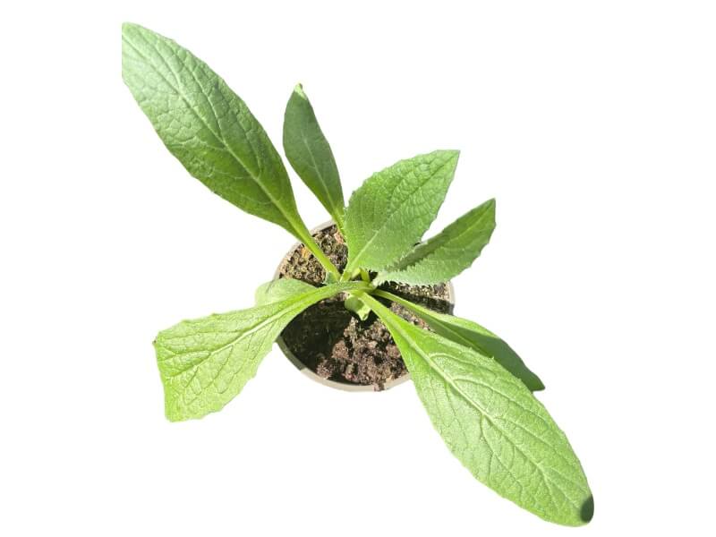 Artiskok Cynara 'Green Globe' i 12 cm potte