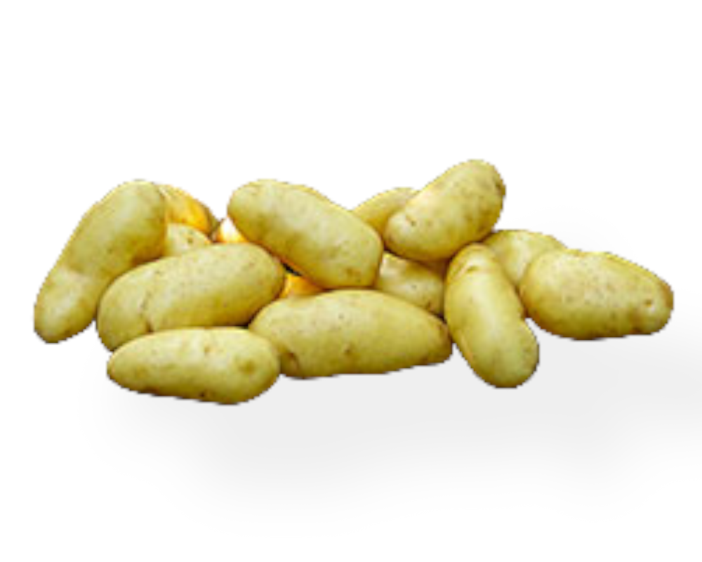 Læggekartoffel Asparges 1,5 kg til madlavning.