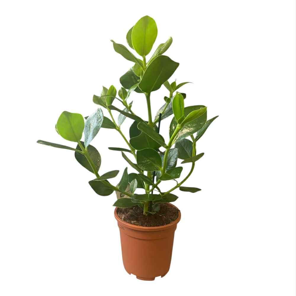 Balsamæble, Clusia rosea 'Princess' i 17 cm potte
