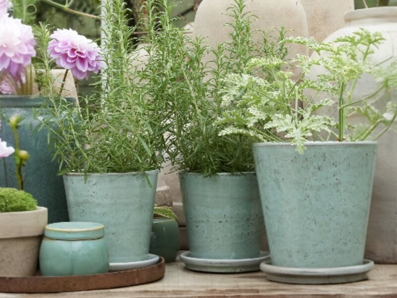 Carmen krukker i forskellige størrelser med planter