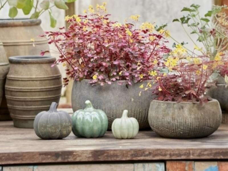 Pamela græskar 1 stk. assorteret - Choko Mix farver - Ø10 cm fra Bgreen