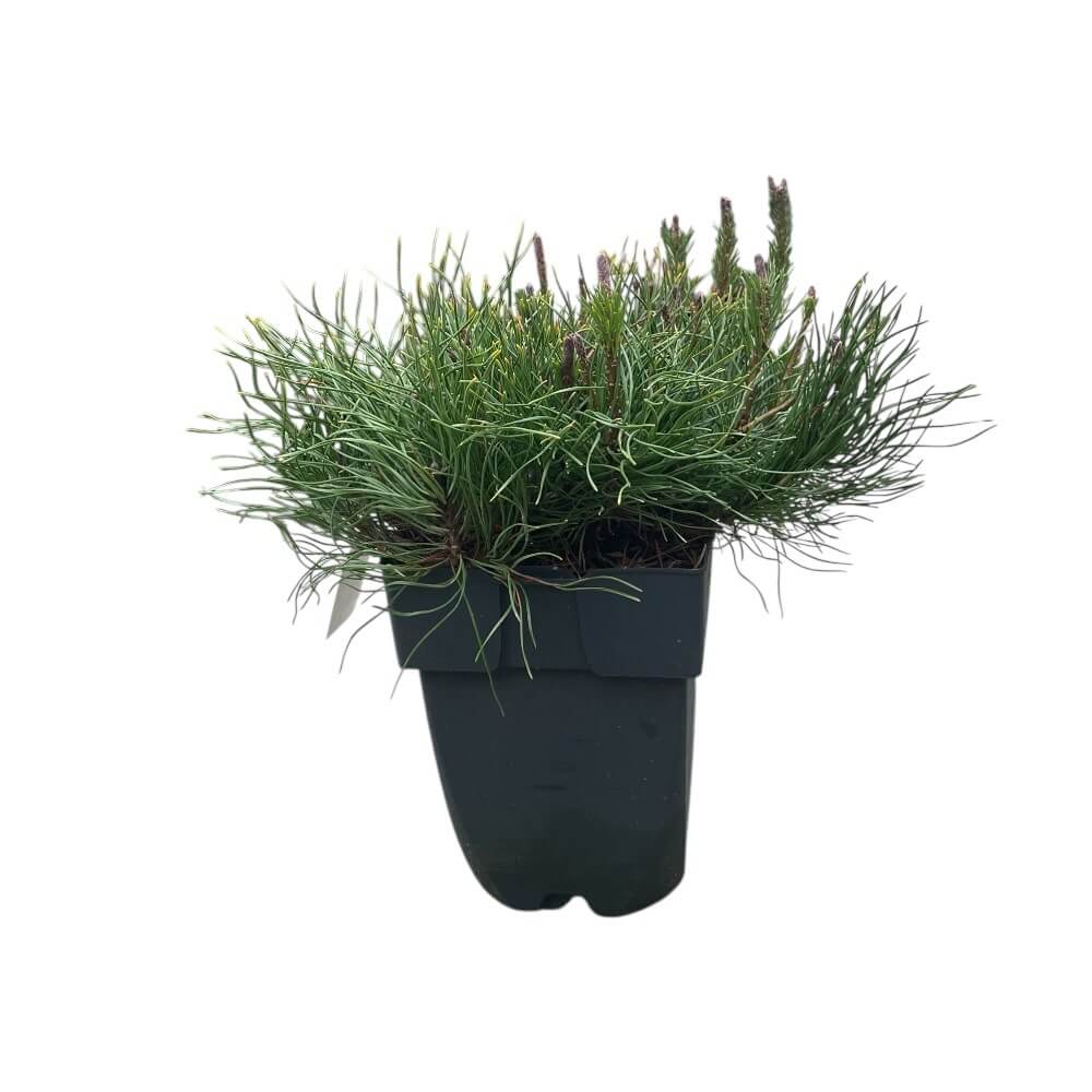 Bjergfyr, Pinus mugo mughus (mugo mugo) - 2L potte