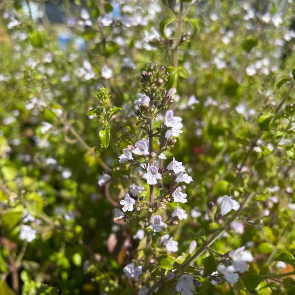 Bjergmynte nepeta ssp. nepeta i 1 L Potte