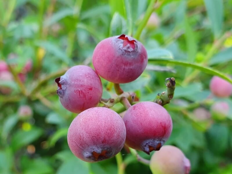 Blåbær, Vaccinium corymbosum 'Pink Berry', størrelse C 4,6.