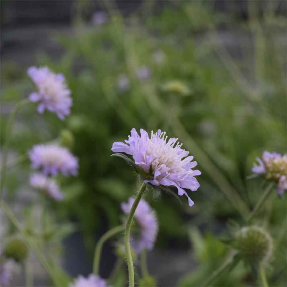 Blåhat, KNAUTIA avensis - 1 L Potte