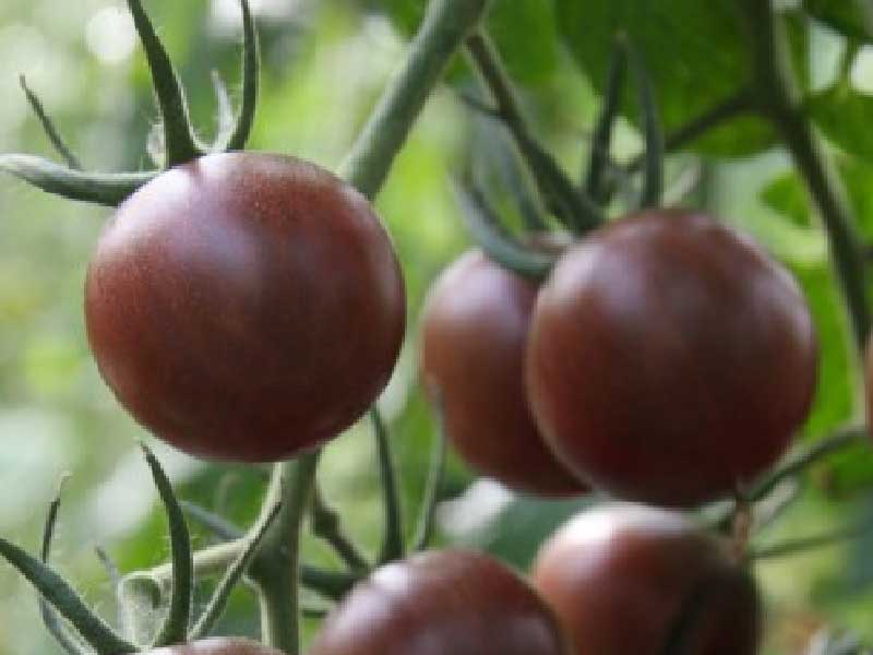 Toftegaard tomatplante - Black Cherry, sund plante til haven.