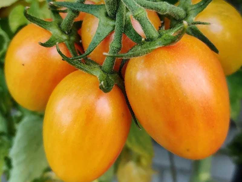 Toftegaard - Tomatplante, Blush, til hjemmehave eller altan.