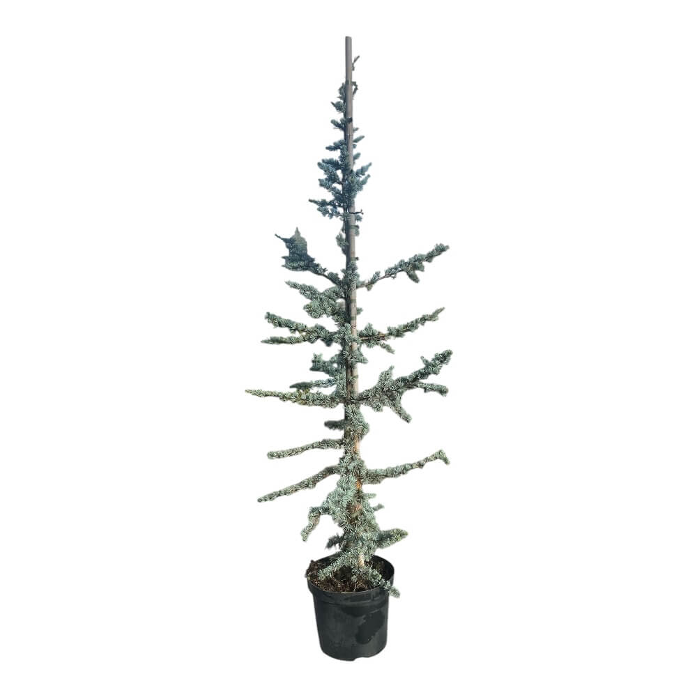 Cedertræ, Cedrus atlantica 'Glauca' Atlasceder, højde 100-125 cm - 10L potte
