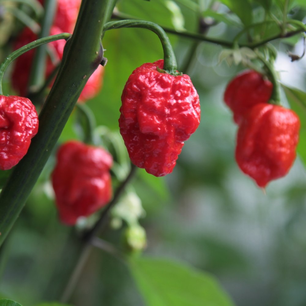 Chilipeber Carolina Reaper i 11,5 cm potte.
