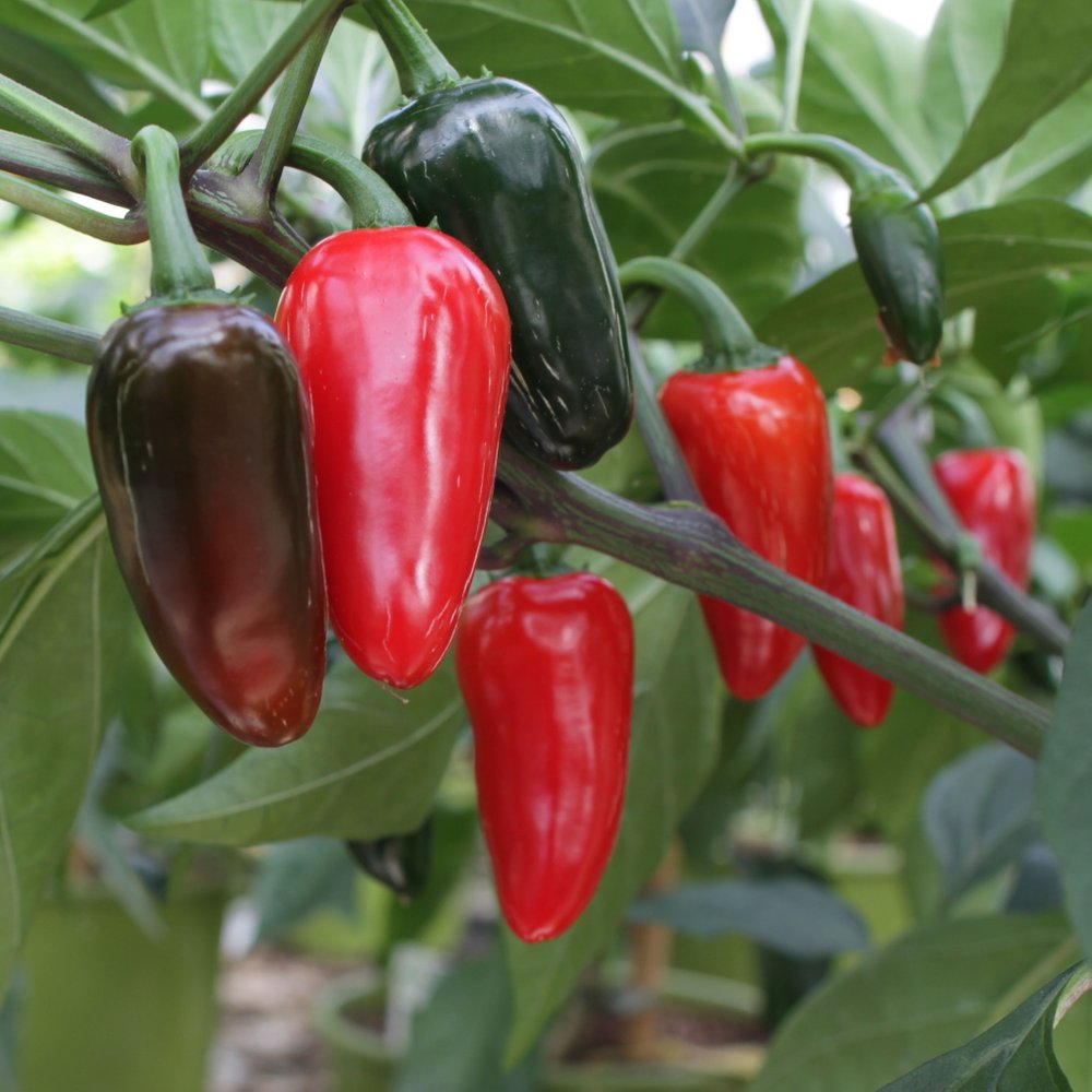 Chili peber Jalapeno 11,5 cm plante i potte.