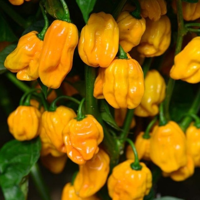 Pepper Chin Numex Suave i 11,5 cm potte.