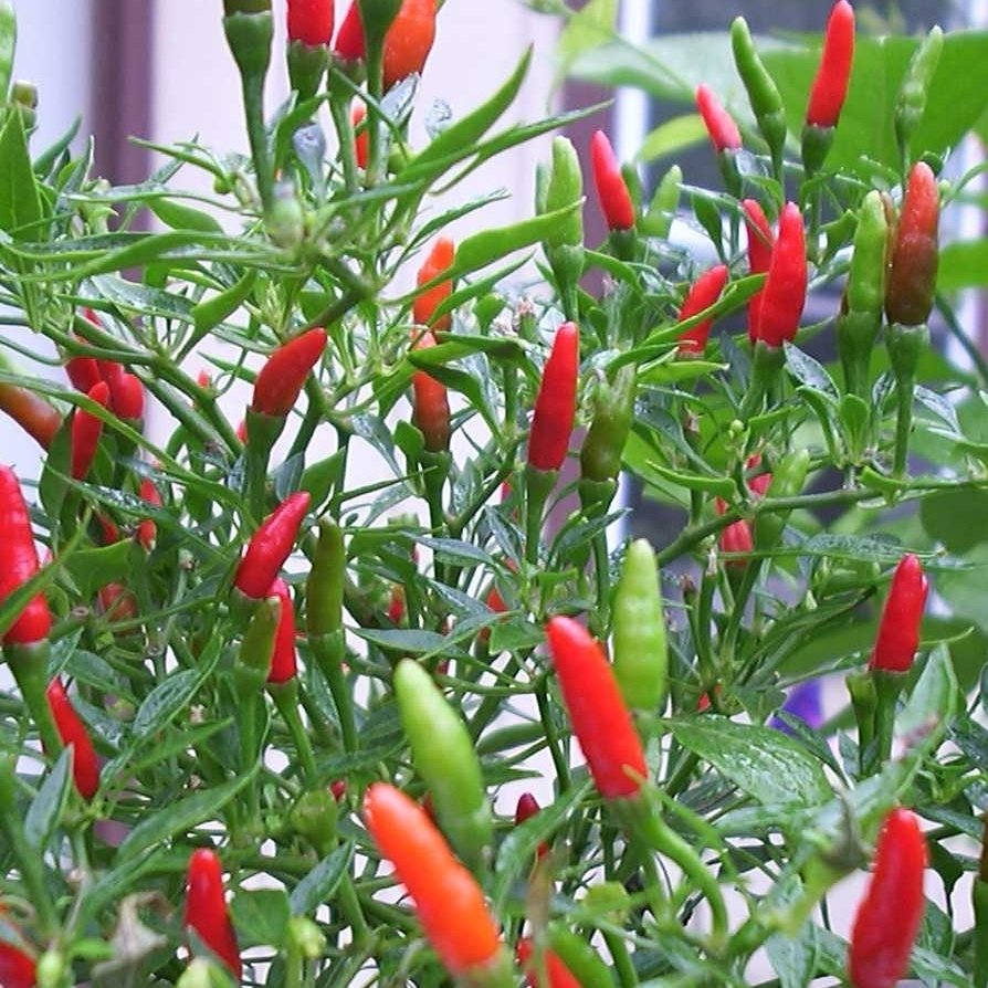 Pepper Thai Chili, 11,5 cm potte.