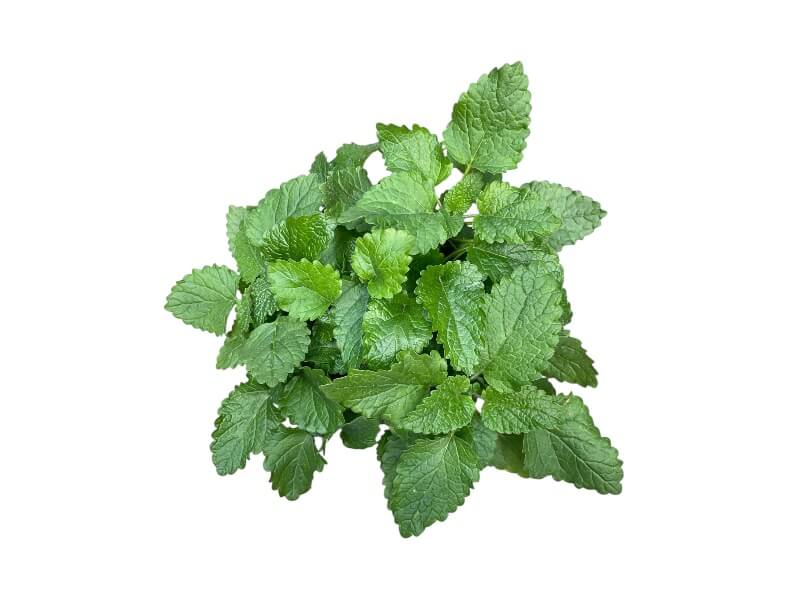 Citronmelisse, Melissa officinalis i 12 cm potte.