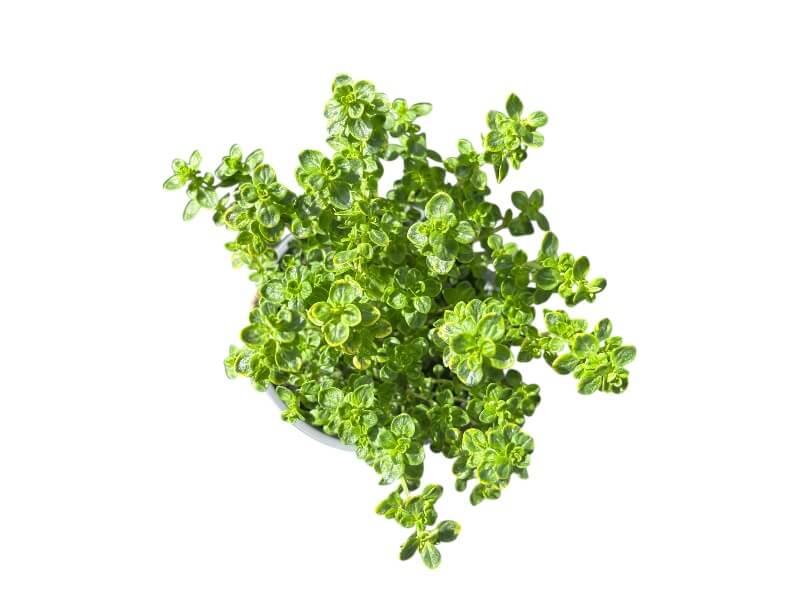 Citrontimian, Thymus citr. 'Variegata' i 12 cm potte.