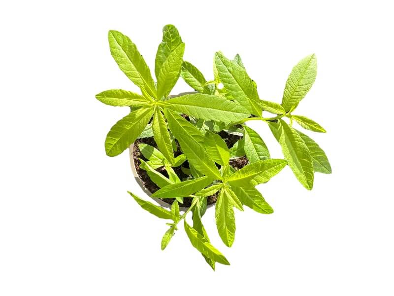 Citronverbena, Aloysia triphylla i 12 cm potte.