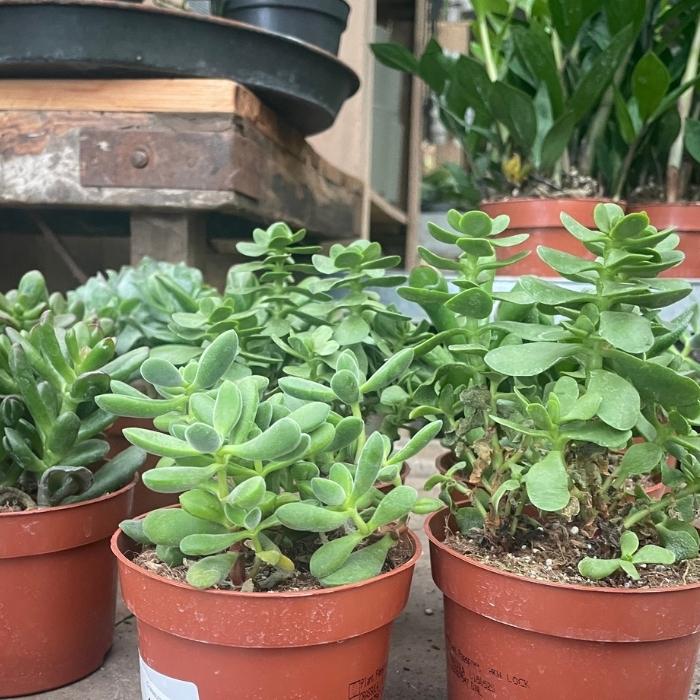 Crassula mix