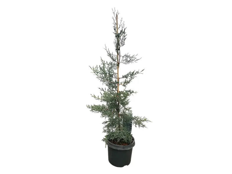 Cupressus Ariz. 'Glauca' 80-100 cm høj cypresplante i potte.
