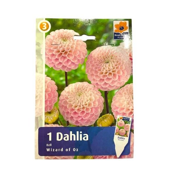 Dahlia knolde til plantning – Wizard of Oz модель.