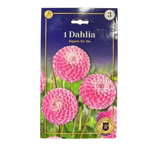 Dahlia Bal. Zippity Do Da knolde til haveplantning.