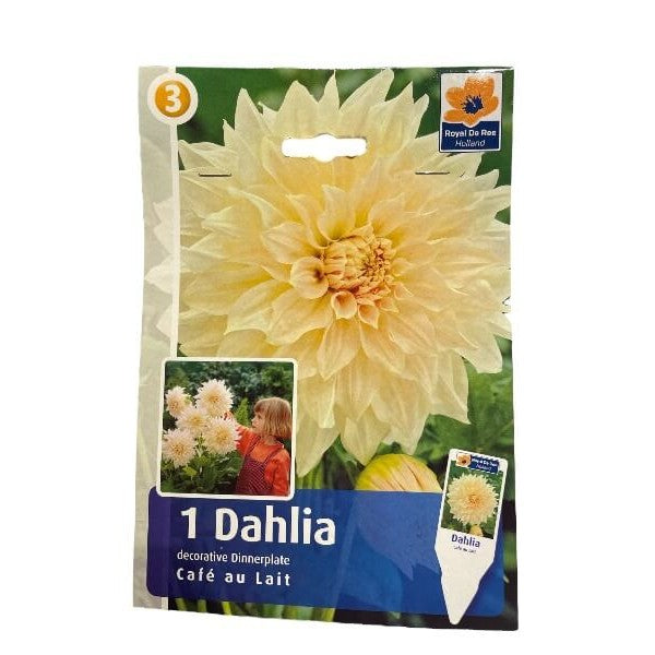 Dahlia knolde til plantning i haven, model: Café au Lait